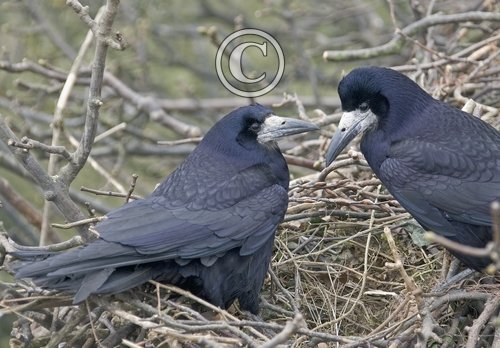 Pair of Rooks 1